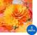 Campioni Audio e Librerie Spitfire Audio Impressionism (Prodotto digitale)