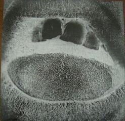 Грамофонна плоча Skullflower - Obsidian Shaking Codex (2 LP)
