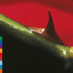 LP plošča Nusrat Fateh Ali Khan & Michael Brook - Night Song (30th Anniversary/Special Edition) (Rose-Leaf-Green Coloured) (LP)