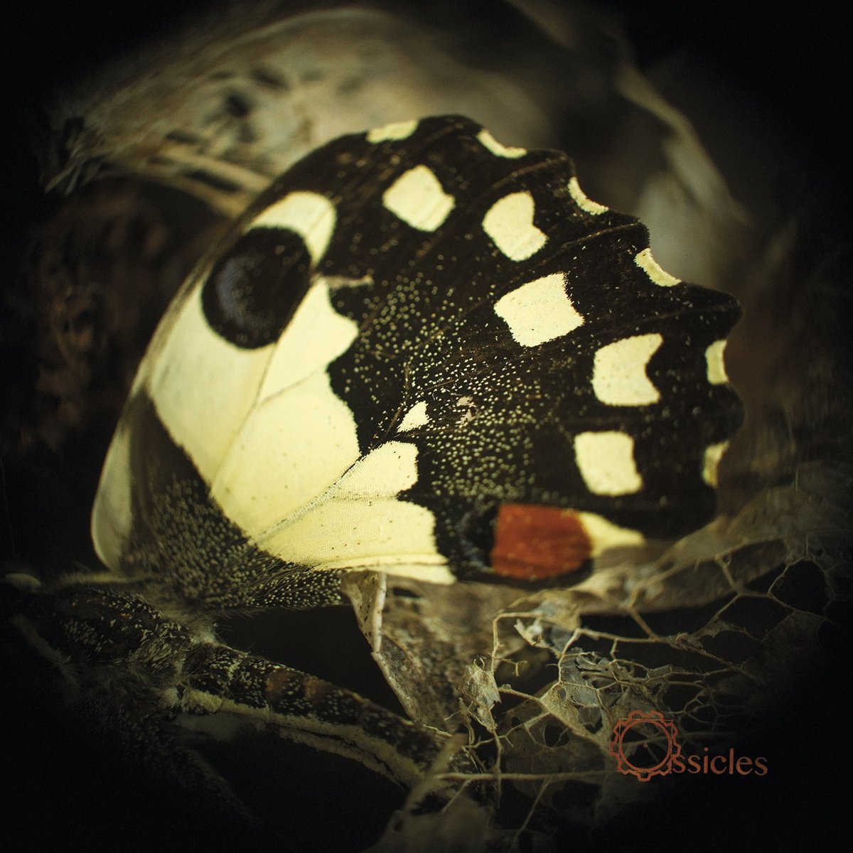 Schallplatte Ossicles - Music For Wastelands (LP)