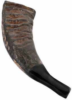 Speciaal percussie-instrument Terre Buffalo Horn - 1