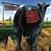 Vinyylilevy Blink-182 - Dude Ranch (LP)