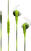 In-ear hörlurar Bose Soundsport In-Ear Headphones Apple Energy Green