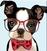 Ζωγραφική με Αριθμούς Zuty Ζωγραφική σύμφωνα με αριθμούς Bulldog With Glasses