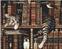 Рисуване по номера Zuty Мозайка Котка в библиотеката